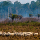 Deforestation and fires in the Amazon are a huge threat to local species.